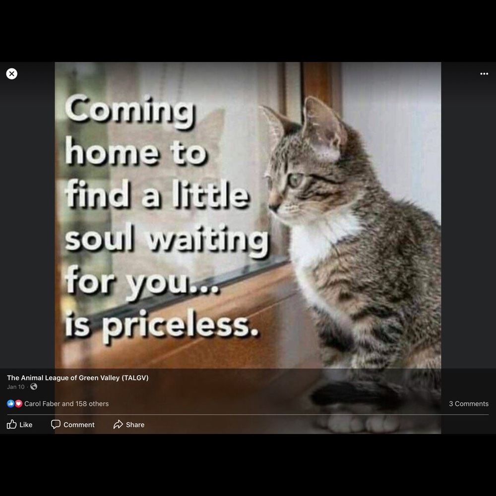 ❤️Please be kind to homeless cats and kittens❤️ - Picture 9 of 9